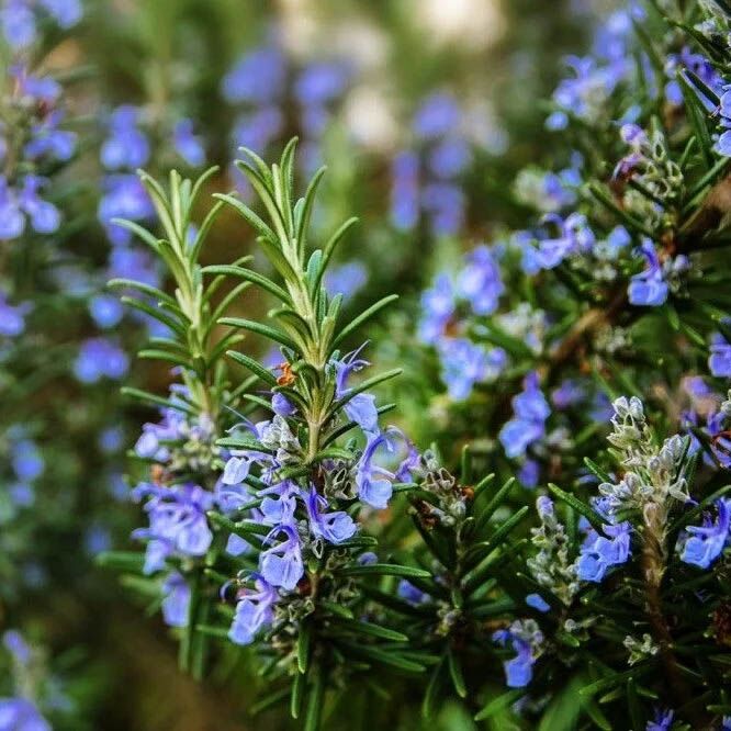 bourgeons de romarin
